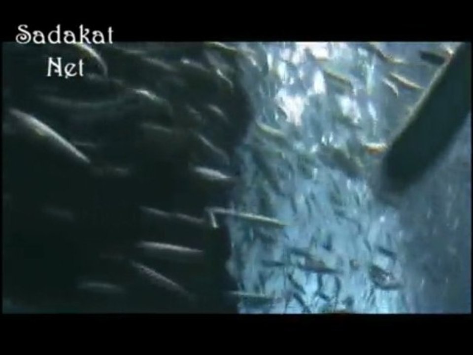 Zikre Dalmış Bütün Alem [Çalgısız İlahi]