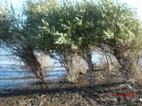 Kurban Bayramı Kutlaması