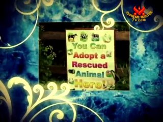 Fields of Joy – The Hillside Animal Sanctuary, P2/2