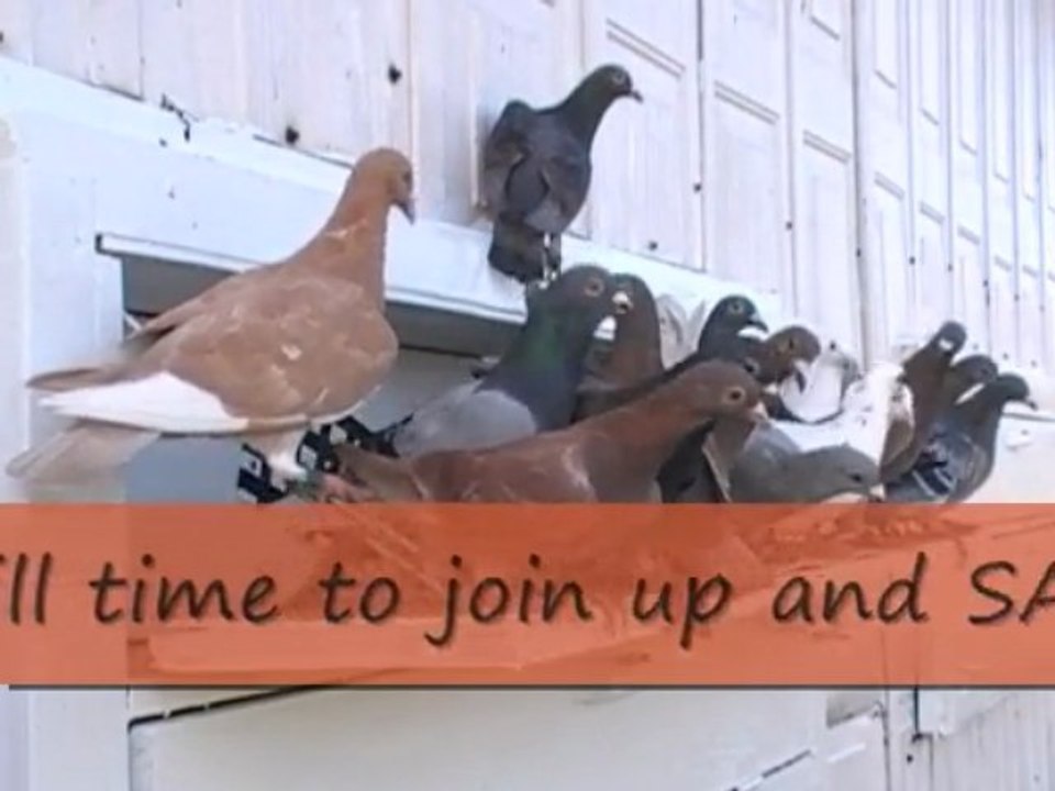 Pigeon Pals Daily Racing Club News 130 HiYo Silver