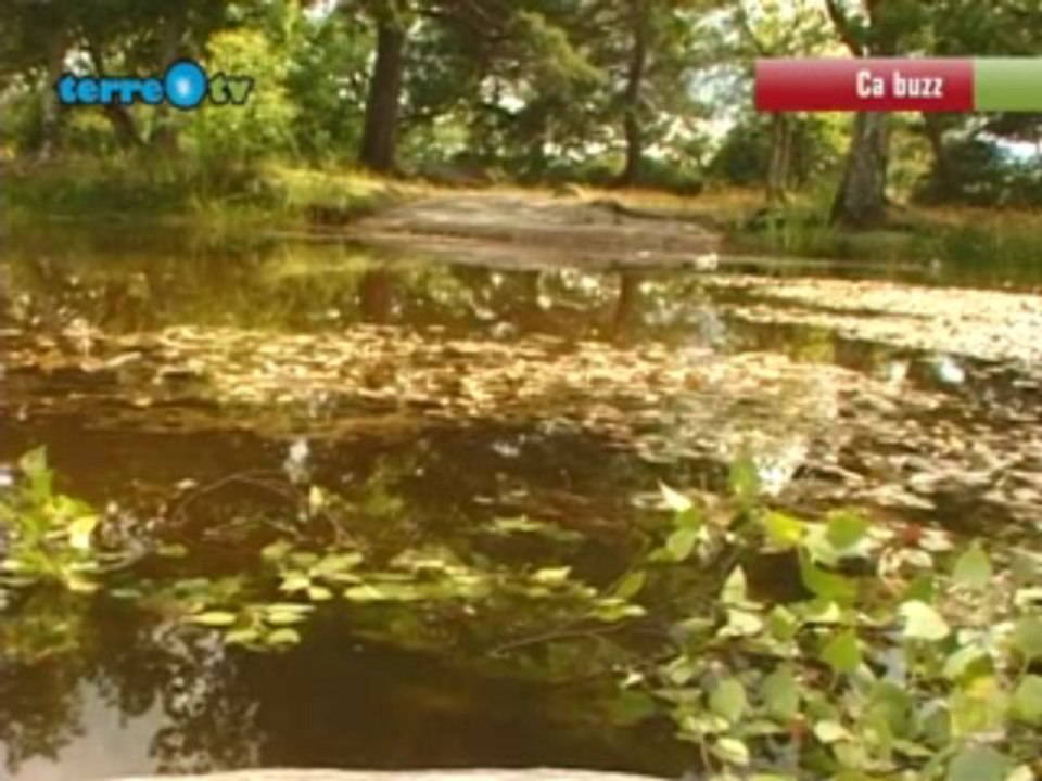 C'est quoi la biodiversité ?