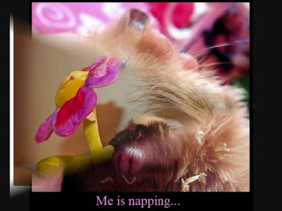 FurryTalk #4---v090-401---Surprize