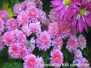 Brightness and vivid colors of Flowers by K45