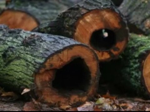 Arbres de la Pépinière à Nancy