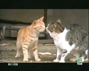 Toxoplasmosis: Controlando la voluntad