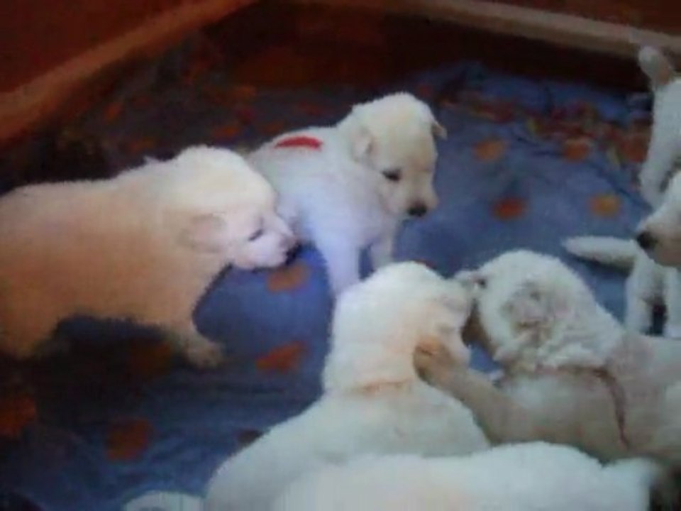 LES BEBES A 3 SEMAINES PORTEE 2009