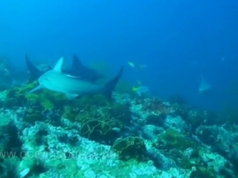 HD underwater video footage