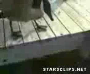 Une oie attaque un pêcheur et son chien