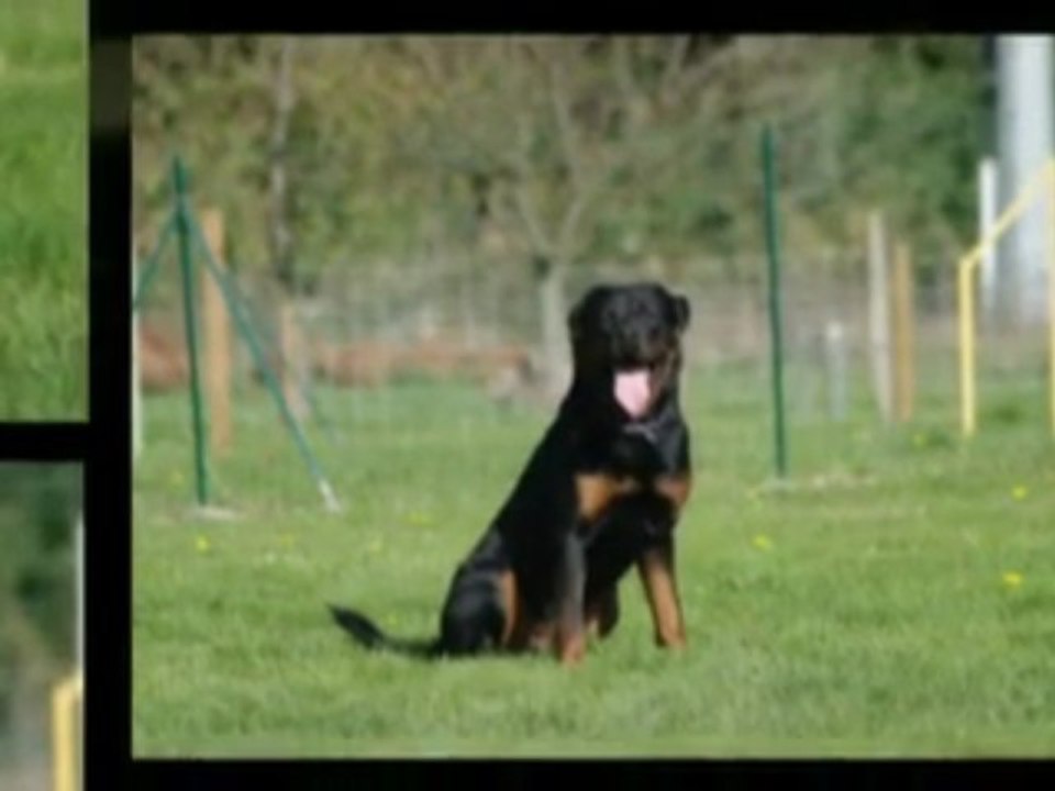 Rottweiler - Diaporama R&B