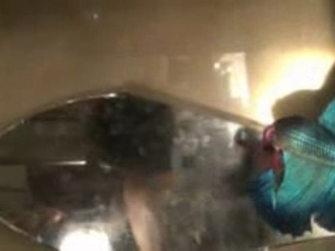 Betta splendens Bleu Turquoise 23 11 09