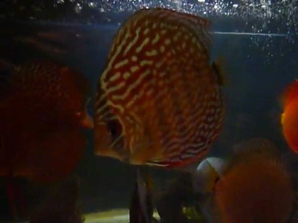 Discus de gerard