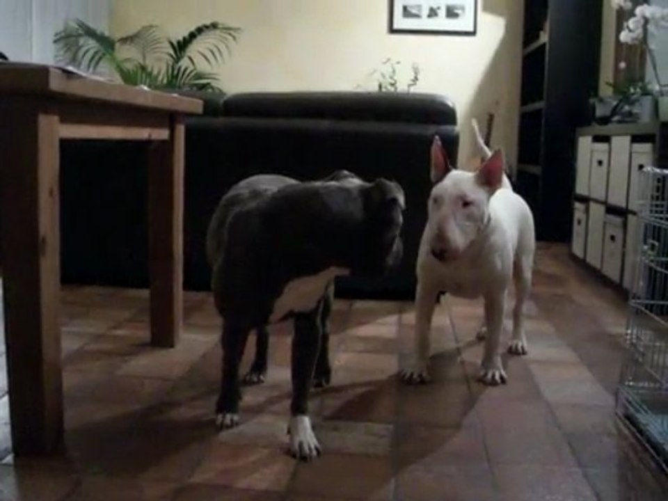 Braquo et Loulou