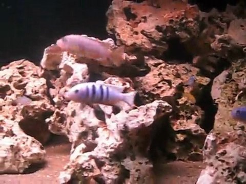 malawi mbuna akvaryumum