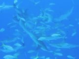 Black Tip Reef Shark Feeding!