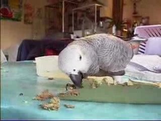 boule de plumes à moi miss Kiko et sir Némo