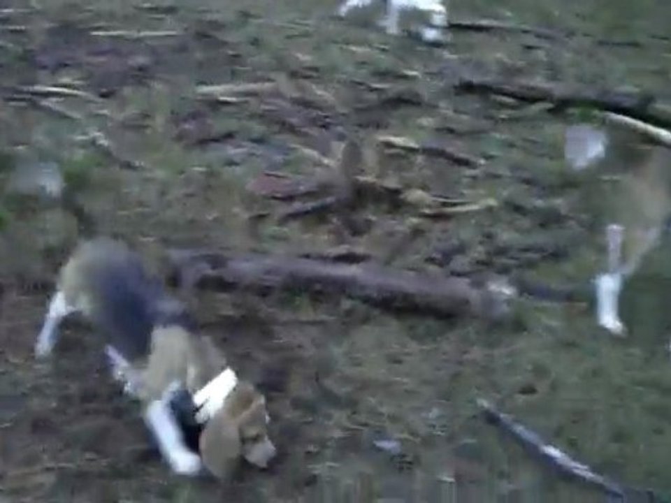 Sortie du 22/11/09 2 beagles (1C 1B) et un B-Harrier 1 A