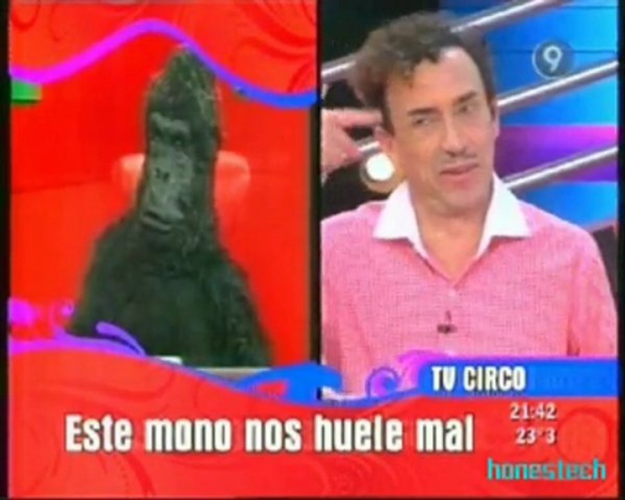 Bendita TV se burla de un gorila.