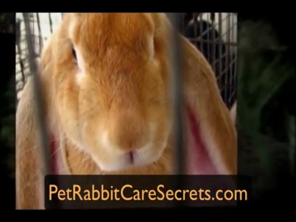 COOL Bunny Pictures Compilation - Great Bunny Photos