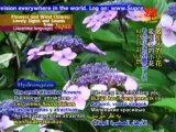 Flowers and Wind Chimes: Lovely Sights and Sounds from Japan