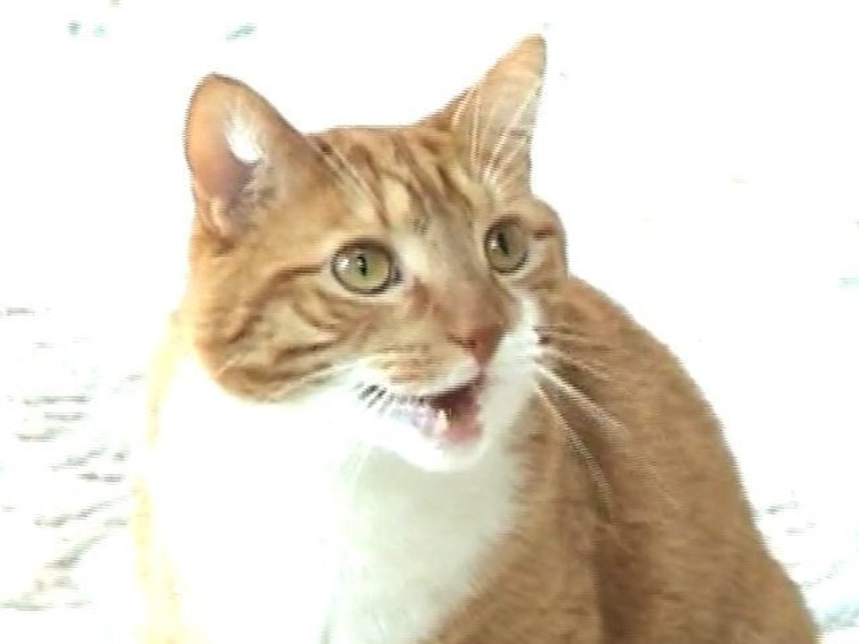 Talking Kitty!