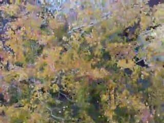 Elliot Smith : Give me Love,Give me peace on Earth