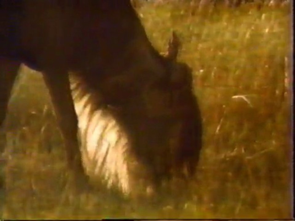 Epic Fail Episode 1 - Lions use the V of Doom!