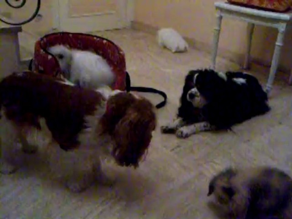 100_6928bébés lapins bélier teddy et cavaliers king charles