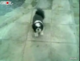 reincarnation  de Michael Jackson's chien-fait-le-moonwalk