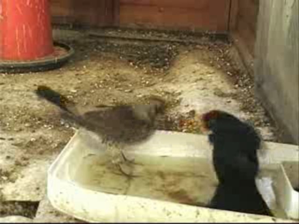 Le merle et la grive litorne