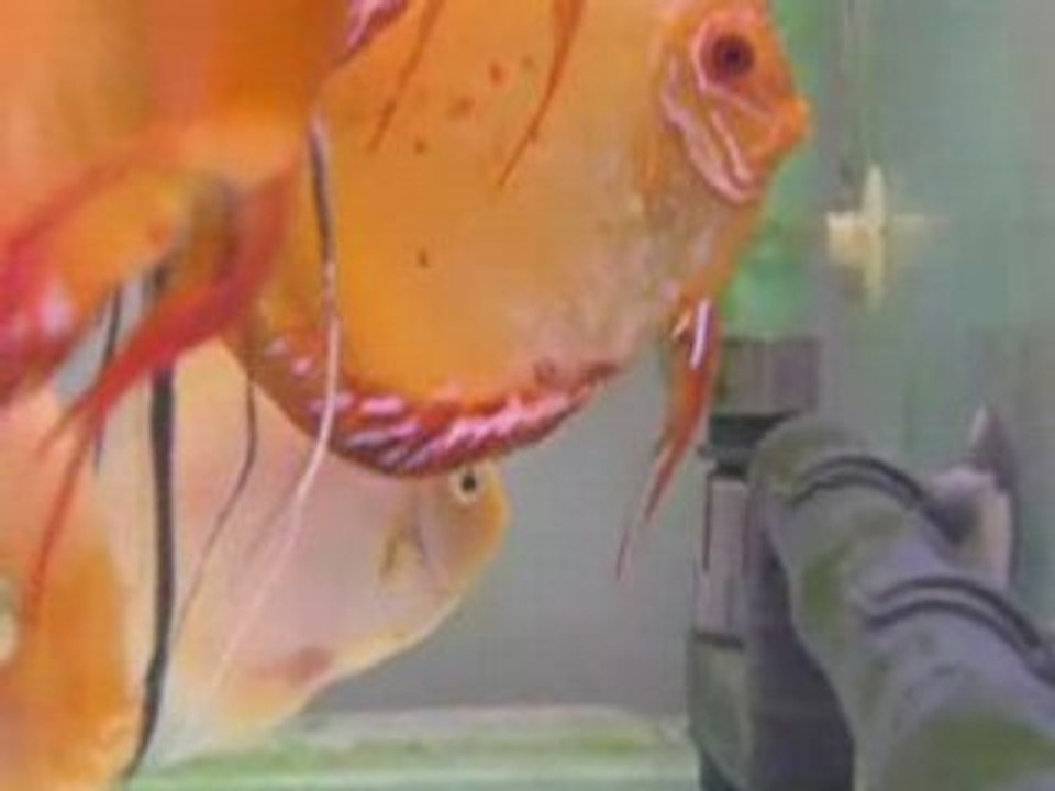 Vidéo du 5 octobre 2005