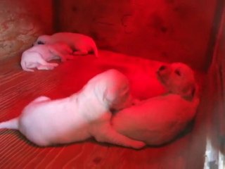 Uriane et ses chiots 24.11.09