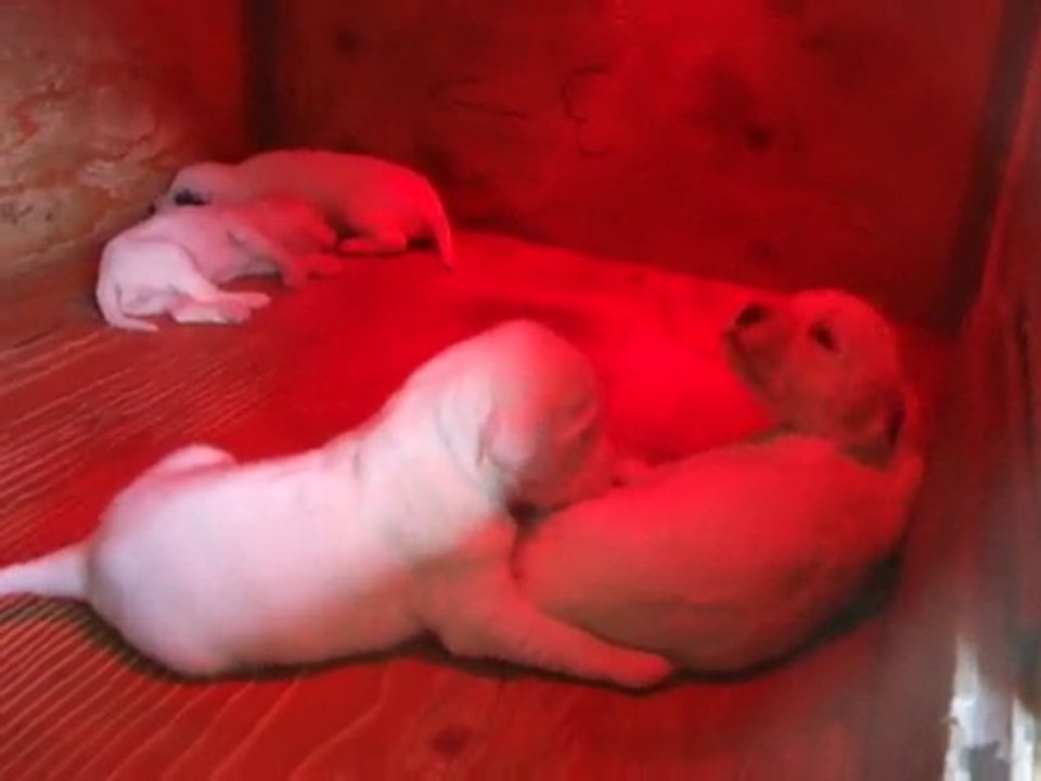 Uriane et ses chiots 24.11.09