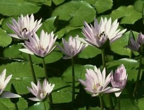 Unchained Melody - Righteous Brothers