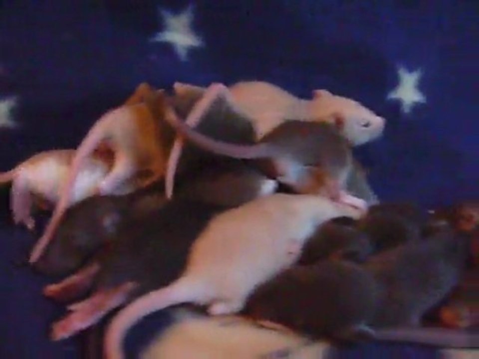 Portée LOS Ness * Hosaki - jour 16