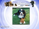 Puppy Crates Plus - Dog Carriers Apparel Accessories