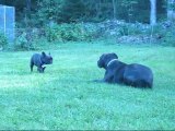 French bulldog playing with Presa canario