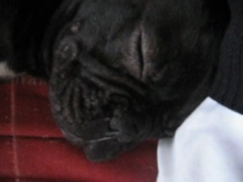 elfy notre bouledogue qui ronfle