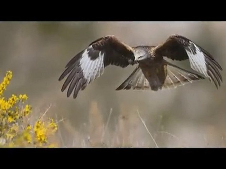 La Biodiversité en Ariège
