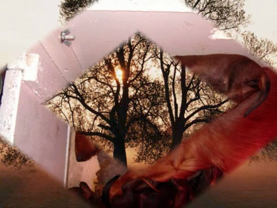 LES BEBES DE CHAADY DU CLOS ESPOIR DE REVE