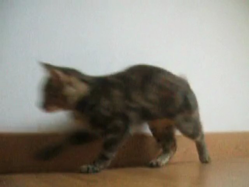 chaussette