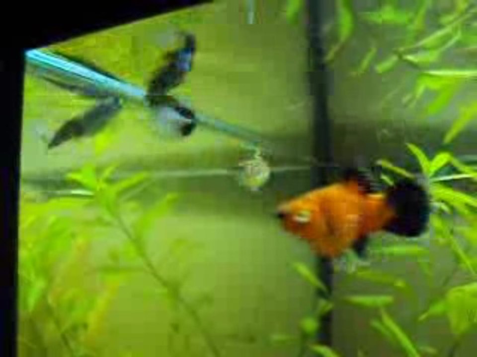 guppy