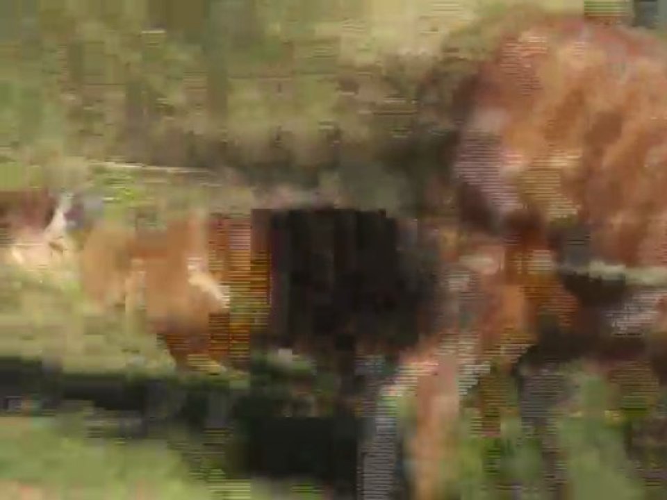 Baby Sitatunga "Lela"