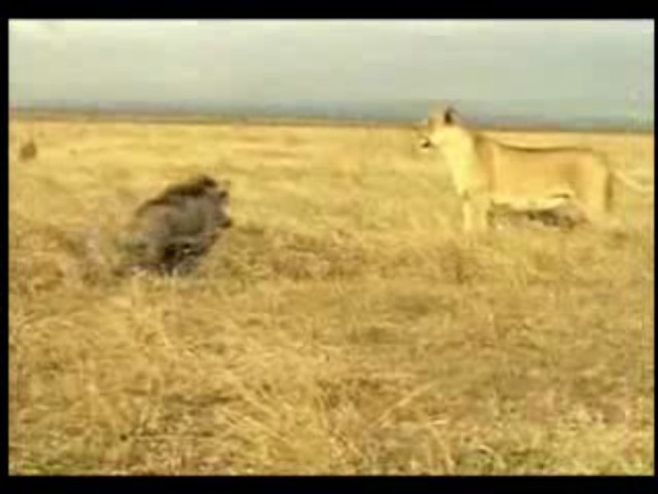 Courageux le sanglier!
