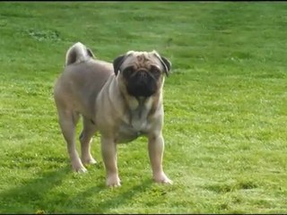 la meute le 23 novembre 2009