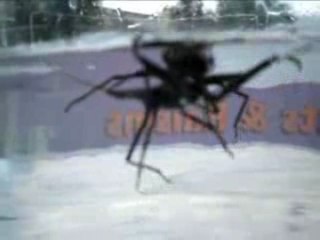 Water Scorpions in Australia