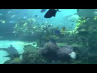 There's Nothing More Relaxing Than Fish