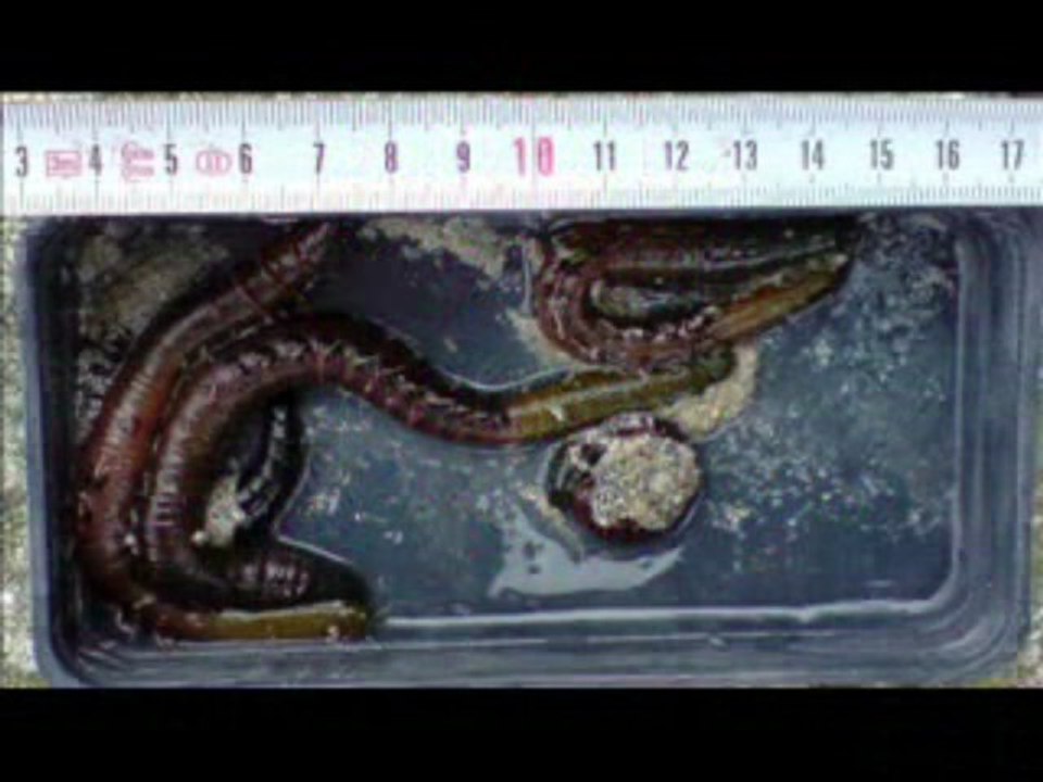Fishing with worms   www.cebosdepesca.es