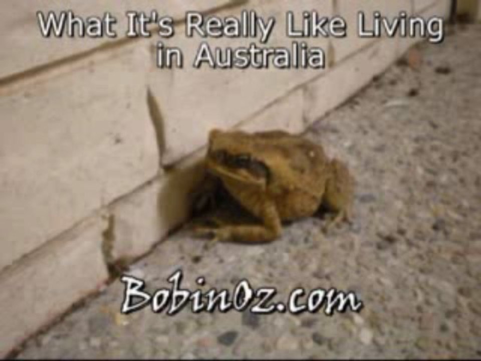Life in Australia - Chasing a Cane Toad