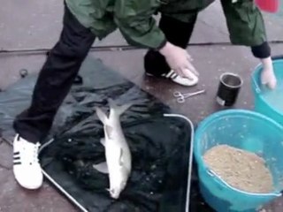 Le dernier des barbeaux 24-11-2009 Gerland