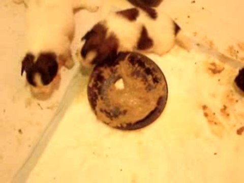 1er repas des petits ENC Phalènes